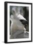 Male Juvenile Harpy Eagle-W. Perry Conway-Framed Photographic Print