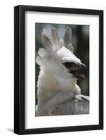 Male Juvenile Harpy Eagle-W. Perry Conway-Framed Photographic Print