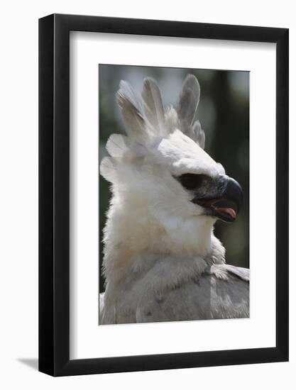 Male Juvenile Harpy Eagle-W. Perry Conway-Framed Photographic Print