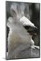 Male Juvenile Harpy Eagle-W. Perry Conway-Mounted Photographic Print