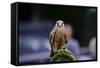 Male Kestrel Bird of Prey Raptor during Falconry Display-Veneratio-Framed Stretched Canvas