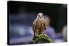 Male Kestrel Bird of Prey Raptor during Falconry Display-Veneratio-Stretched Canvas