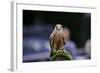 Male Kestrel Bird of Prey Raptor during Falconry Display-Veneratio-Framed Photographic Print