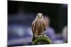 Male Kestrel Bird of Prey Raptor during Falconry Display-Veneratio-Mounted Photographic Print