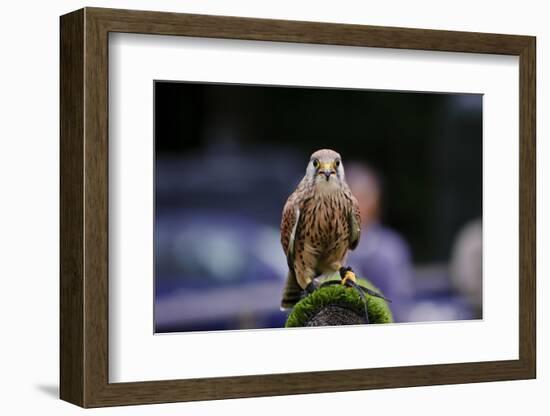 Male Kestrel Bird of Prey Raptor during Falconry Display-Veneratio-Framed Photographic Print