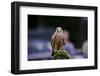 Male Kestrel Bird of Prey Raptor during Falconry Display-Veneratio-Framed Photographic Print