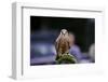 Male Kestrel Bird of Prey Raptor during Falconry Display-Veneratio-Framed Photographic Print