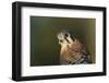 Male Kestrel-W. Perry Conway-Framed Photographic Print