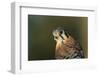 Male Kestrel-W. Perry Conway-Framed Photographic Print