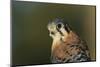 Male Kestrel-W. Perry Conway-Mounted Photographic Print