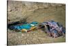 Male Kingfisher feeding chicks in artificial nest, Italy-Angelo Gandolfi-Stretched Canvas