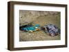 Male Kingfisher feeding chicks in artificial nest, Italy-Angelo Gandolfi-Framed Photographic Print