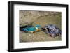 Male Kingfisher feeding chicks in artificial nest, Italy-Angelo Gandolfi-Framed Photographic Print