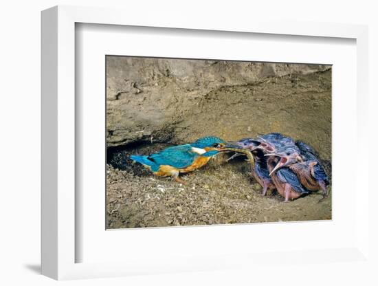 Male Kingfisher feeding chicks in artificial nest, Italy-Angelo Gandolfi-Framed Photographic Print