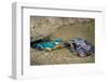 Male Kingfisher feeding chicks in artificial nest, Italy-Angelo Gandolfi-Framed Photographic Print
