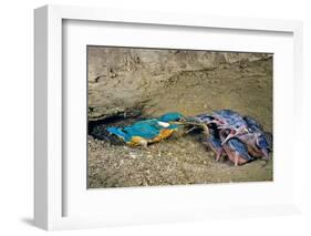 Male Kingfisher feeding chicks in artificial nest, Italy-Angelo Gandolfi-Framed Photographic Print