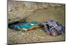 Male Kingfisher feeding chicks in artificial nest, Italy-Angelo Gandolfi-Mounted Photographic Print