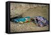 Male Kingfisher feeding chicks in artificial nest, Italy-Angelo Gandolfi-Framed Stretched Canvas