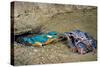 Male Kingfisher feeding chicks in artificial nest, Italy-Angelo Gandolfi-Stretched Canvas