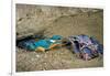 Male Kingfisher feeding chicks in artificial nest, Italy-Angelo Gandolfi-Framed Photographic Print