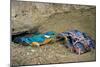 Male Kingfisher feeding chicks in artificial nest, Italy-Angelo Gandolfi-Mounted Photographic Print