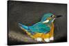 Male Kingfisher sitting on eggs, Italy-Angelo Gandolfi-Stretched Canvas