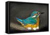 Male Kingfisher sitting on eggs, Italy-Angelo Gandolfi-Framed Stretched Canvas