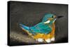 Male Kingfisher sitting on eggs, Italy-Angelo Gandolfi-Stretched Canvas