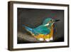 Male Kingfisher sitting on eggs, Italy-Angelo Gandolfi-Framed Photographic Print