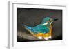 Male Kingfisher sitting on eggs, Italy-Angelo Gandolfi-Framed Photographic Print