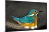 Male Kingfisher sitting on eggs, Italy-Angelo Gandolfi-Mounted Photographic Print