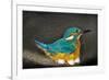 Male Kingfisher sitting on eggs, Italy-Angelo Gandolfi-Framed Photographic Print