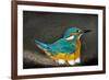 Male Kingfisher sitting on eggs, Italy-Angelo Gandolfi-Framed Photographic Print