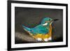 Male Kingfisher sitting on eggs, Italy-Angelo Gandolfi-Framed Photographic Print