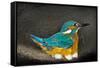 Male Kingfisher sitting on eggs, Italy-Angelo Gandolfi-Framed Stretched Canvas