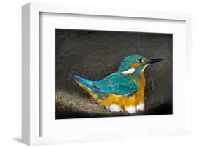 Male Kingfisher sitting on eggs, Italy-Angelo Gandolfi-Framed Photographic Print