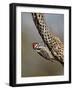 Male Ladder-Backed Woodpecker (Picoides Scalaris), the Pond, Amado, Arizona, USA-null-Framed Photographic Print