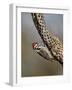 Male Ladder-Backed Woodpecker (Picoides Scalaris), the Pond, Amado, Arizona, USA-null-Framed Photographic Print