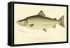 Male Land Locked Salmon-null-Framed Stretched Canvas