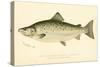Male Land Locked Salmon-null-Stretched Canvas