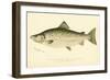 Male Land Locked Salmon-null-Framed Giclee Print