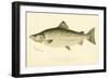 Male Land Locked Salmon-null-Framed Giclee Print