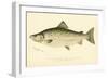 Male Land Locked Salmon-null-Framed Giclee Print