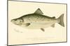 Male Land Locked Salmon-null-Mounted Giclee Print