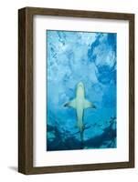 Male Lemon shark gliding just below the surface, Grand Bahama-David Fleetham-Framed Photographic Print