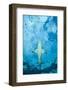 Male Lemon shark gliding just below the surface, Grand Bahama-David Fleetham-Framed Photographic Print