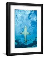 Male Lemon shark gliding just below the surface, Grand Bahama-David Fleetham-Framed Photographic Print