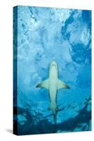 Male Lemon shark gliding just below the surface, Grand Bahama-David Fleetham-Stretched Canvas
