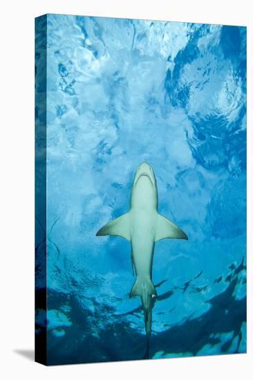 Male Lemon shark gliding just below the surface, Grand Bahama-David Fleetham-Stretched Canvas