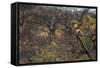 Male Leopard in a Tree-PattrickJS-Framed Stretched Canvas